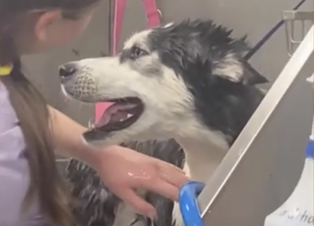 「やだ〜！」入浴が嫌すぎて泣き叫ぶハスキー犬。