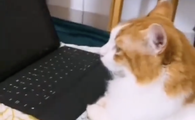 リモートワークの邪魔をする猫に、パソコンを与えてみたら 