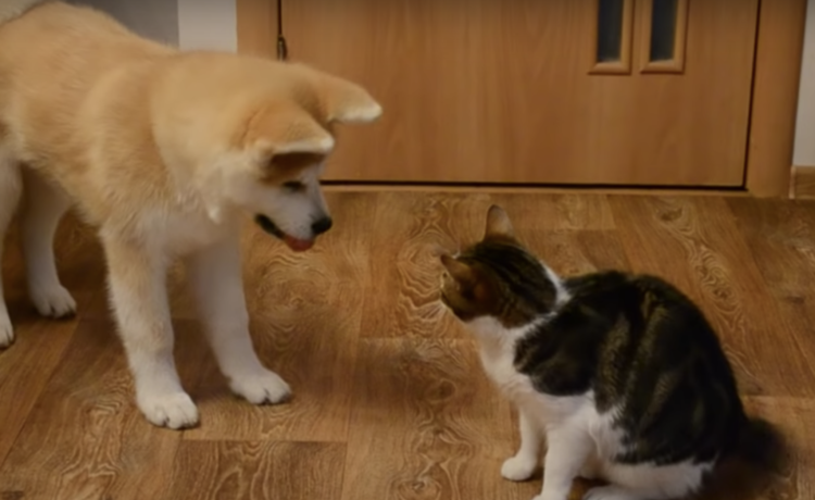 おもちゃを自慢したい犬 猫にしつこく 見たい 見たい と絡んで どうぶつのこと