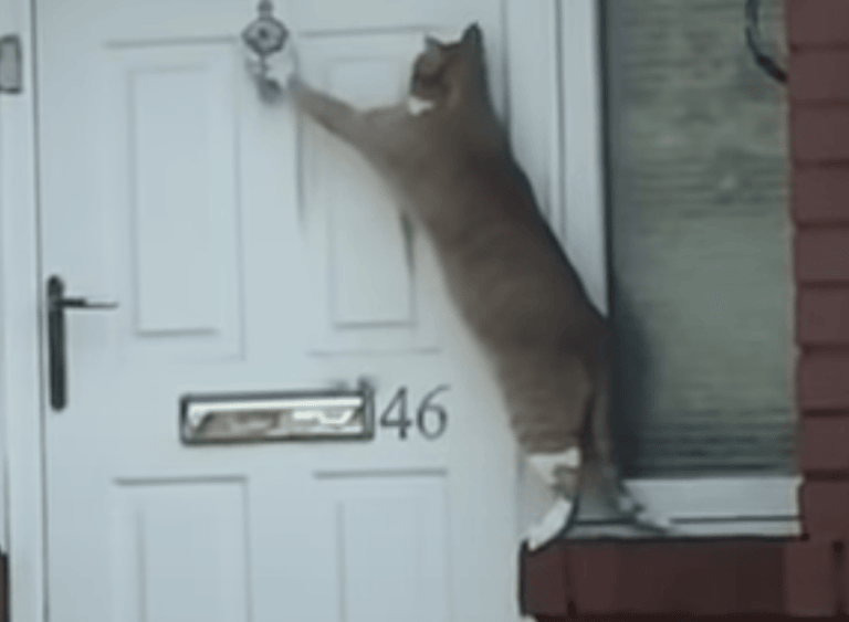 ただいみゃ ドアをノックする礼儀正しい猫 どうぶつのこと
