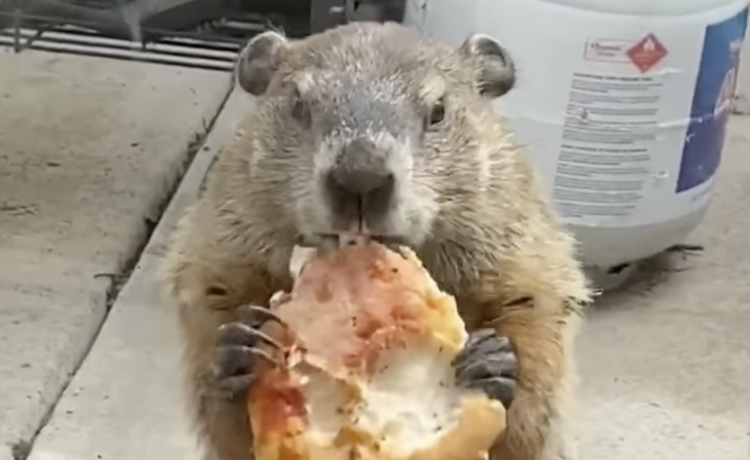 ピザ最高 犬に見せびらかしながらモグモグ どうぶつのこと