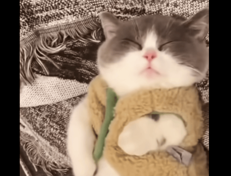 可愛い動画 どうぶつのこと