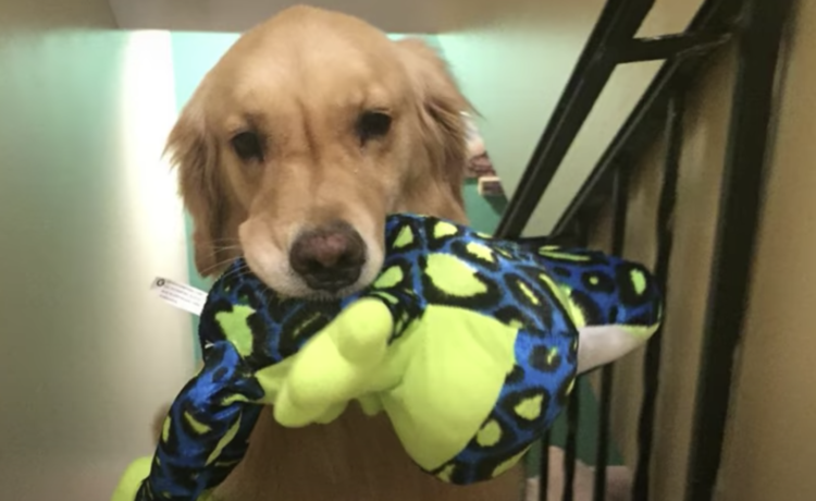 犬 この子と一緒に寝る 毎晩ぬいぐるみをベッドルームに運ぶワンコ どうぶつのこと