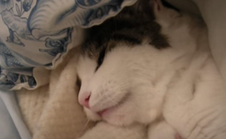 このメロディ知ってる ムニャムニャ歌う猫さん どうぶつのこと