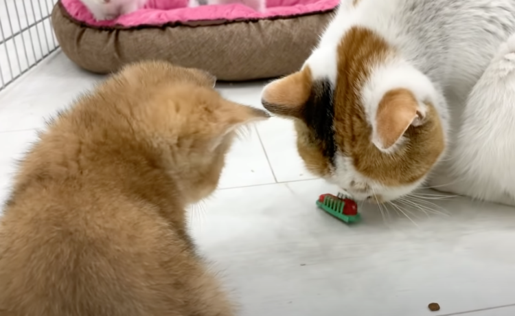 ママ これなーに オモチャの虫を見た猫親子の反応が可愛い どうぶつのこと 動物がもっと好きになる動画紹介サイト