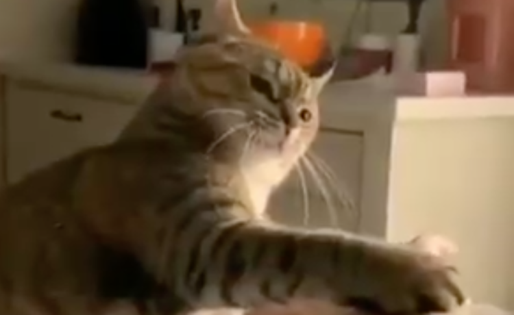 仲直りの合図 ガシッと握手してくれる猫さん どうぶつのこと 動物がもっと好きになる動画紹介サイト