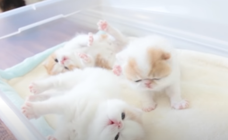 天使のよう 生後三週間の子猫のお昼寝 どうぶつのこと 動物がもっと好きになる動画紹介サイト