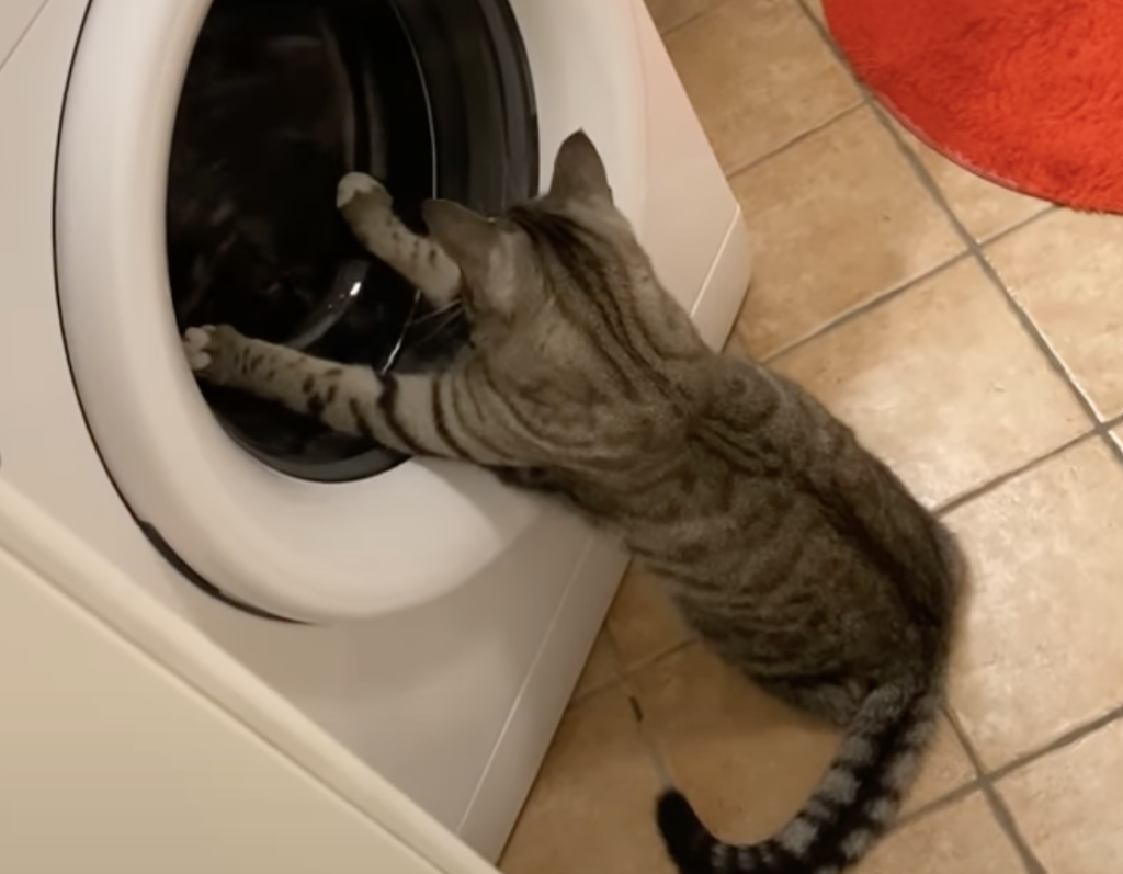 「ネズミちゃんが〜！」洗濯されるオモチャを助けたい猫。