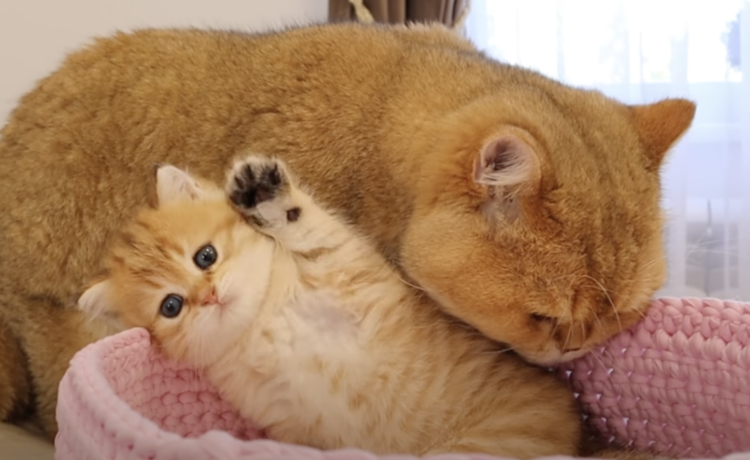一緒に入りたいのに！パパ猫の邪魔をしちゃう子猫。  どうぶつのこと。