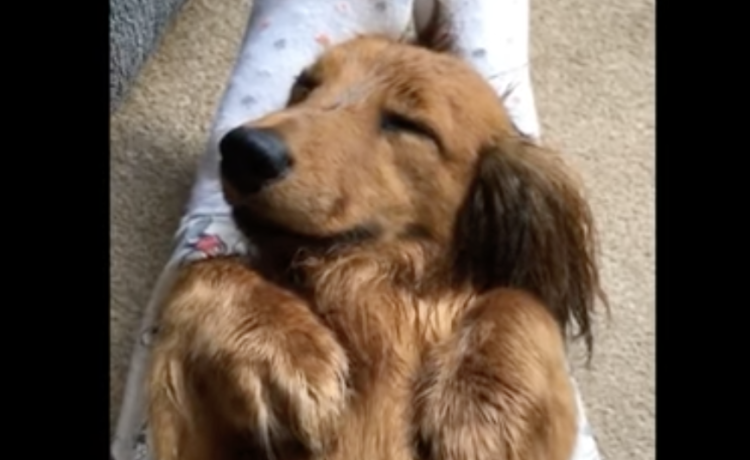 すっごい幸せそうな顔 ブラッシング中に居眠りする犬 どうぶつのこと