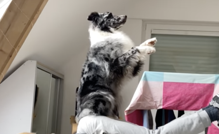 立ち上がって はいポーズ 朝のヨガを楽しむ犬さん どうぶつのこと