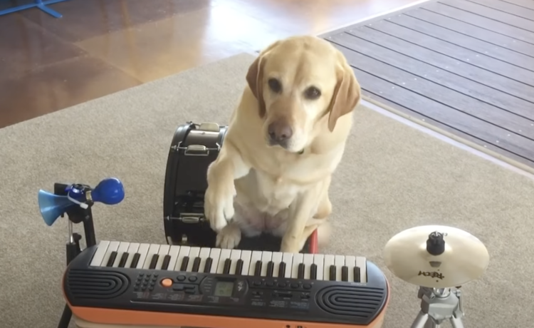 音楽の才能アリ いくつもの楽器を演奏する犬さん どうぶつのこと 動物がもっと好きになる動画紹介サイト