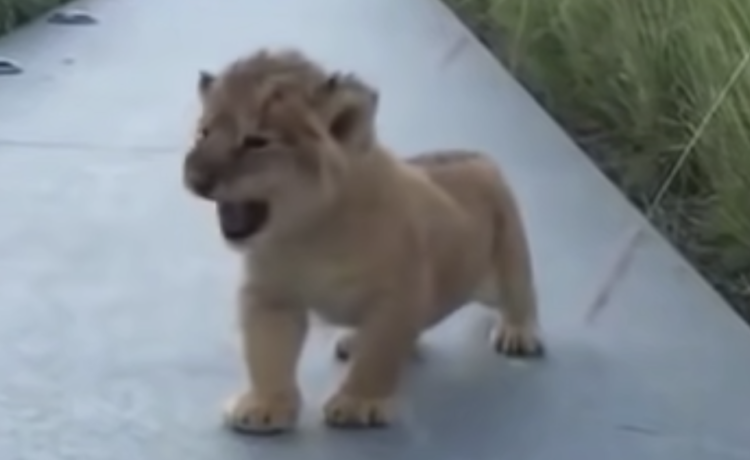 がお っ だぞ 迫力ゼロの子ライオンの吠え方 どうぶつのこと 動物がもっと好きになる動画紹介サイト