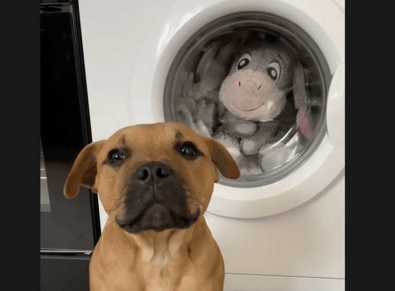 犬 外に出してあげてよ ぬいぐるみが洗濯機に どうぶつのこと