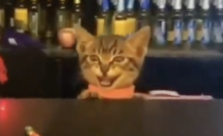 猫 今日はニャに飲む 可愛いカフェ店員さん どうぶつのこと