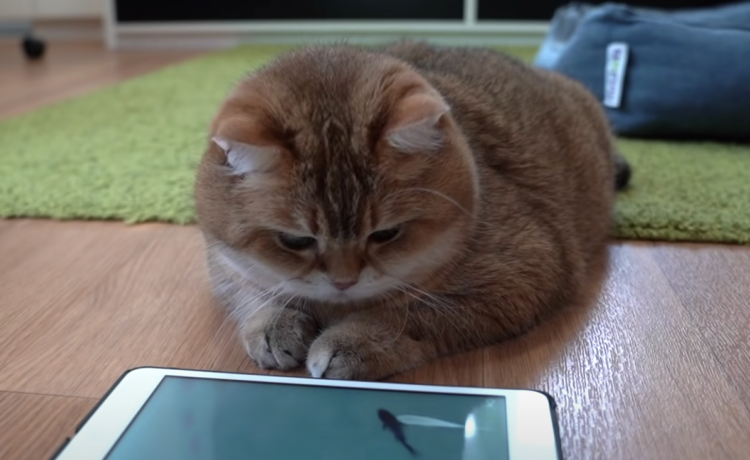 猫もゲームで遊ぶ時代！画面をじーっと見つめる猫。  どうぶつのこと。