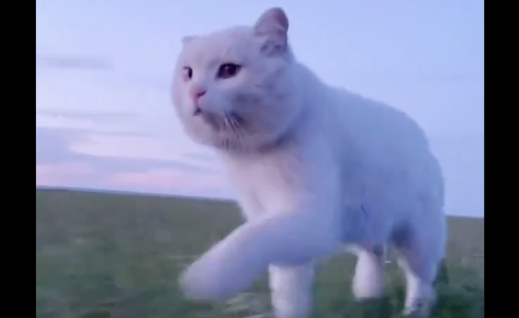 テッケテケ 草原を颯爽と歩く猫がかっこいい どうぶつのこと