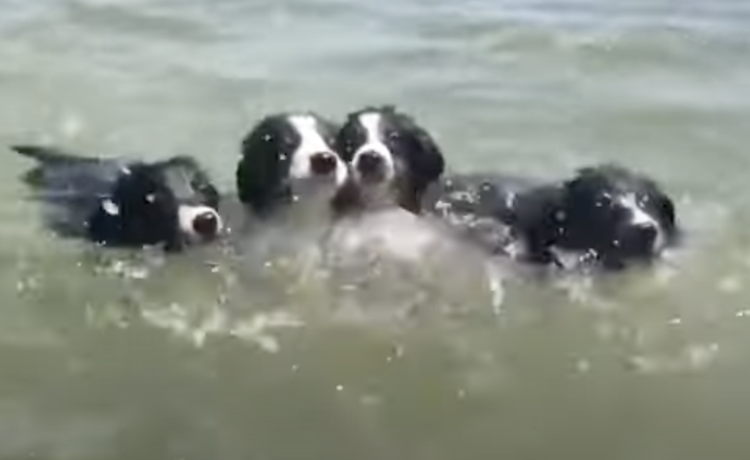 海だ ビーチではしゃぐ犬家族 どうぶつのこと