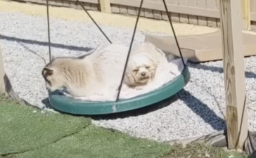 おもちゃにオヤツを奪われた 返して欲しくて睨みつける犬 どうぶつのこと