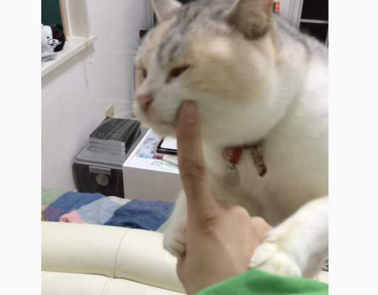 ご飯が欲しい猫〜この指とまれっ！反応が可愛すぎる！  どうぶつのこと。