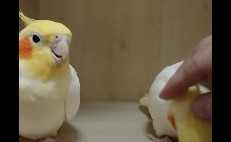 えっ こっちも撫でてよ 嫉妬するインコの行動が可愛い どうぶつのこと 動物がもっと好きになる動画紹介サイト