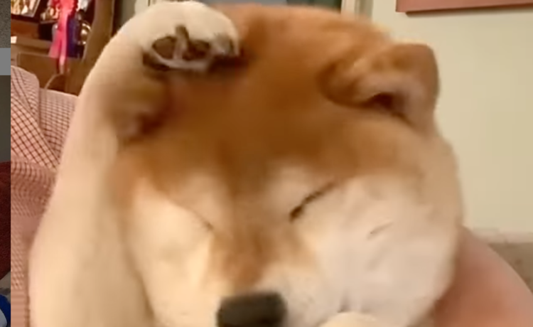 猫ちゃんみたい 顔を洗う仕草がキュートな柴犬 どうぶつのこと 動物がもっと好きになる動画紹介サイト