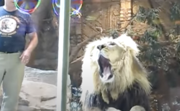 ライオン どうぶつのこと 動物がもっと好きになる動画紹介サイト