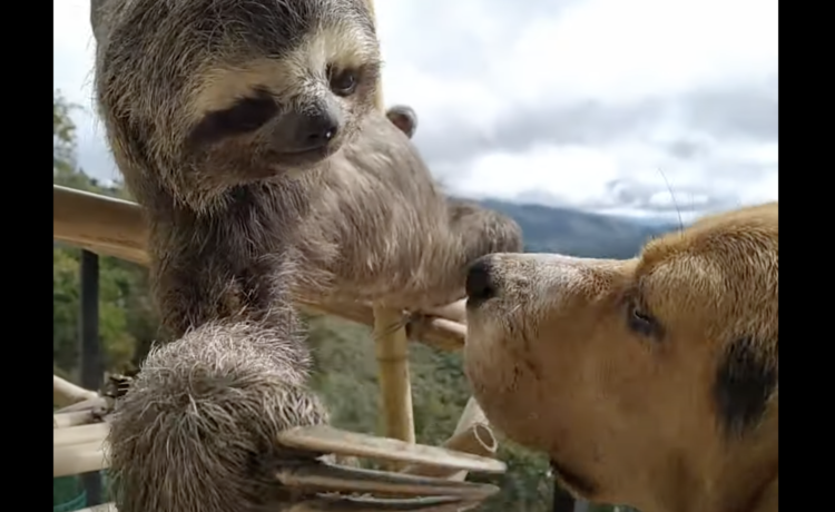 ト モ ダ チ 犬をなでなでするナマケモノ