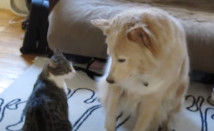 優しいなぁ 猫の攻撃にイライラしても大人な対応を見せる犬