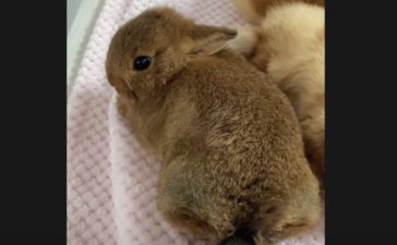 ウサギ どうぶつのこと