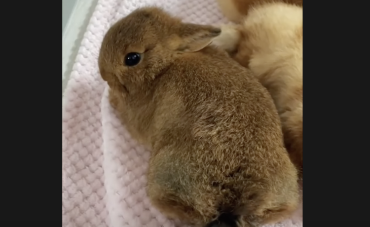 近くで見たことある 子ウサギの尻尾をツンツンしてみたら