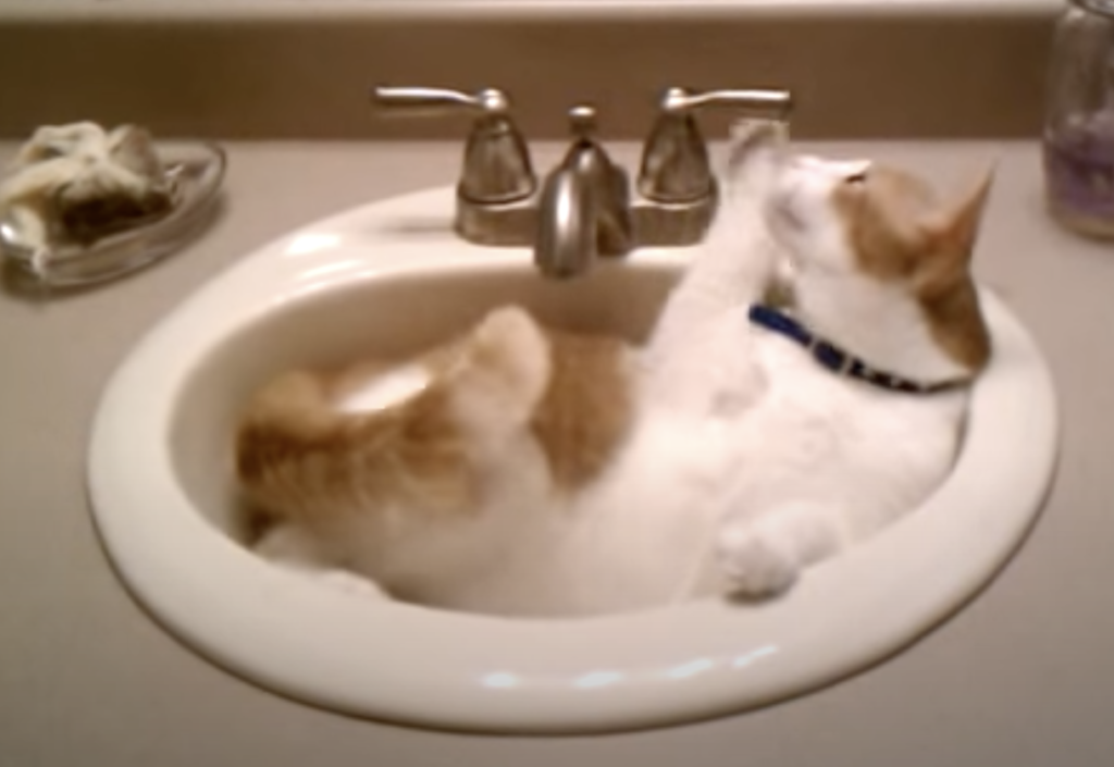 猫「お風呂も飲み水も自分で用意できるにゃ！」