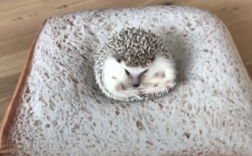 ハリネズミ どうぶつのこと 動物がもっと好きになる動画紹介サイト