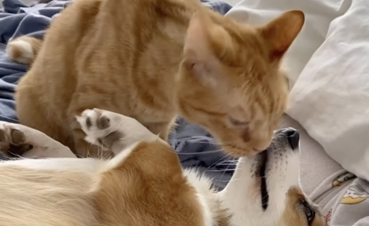 猫さんのおかげでリラックス お腹を毛づくろいしてほしいコーギー犬 どうぶつのこと 動物がもっと好きになる動画紹介サイト