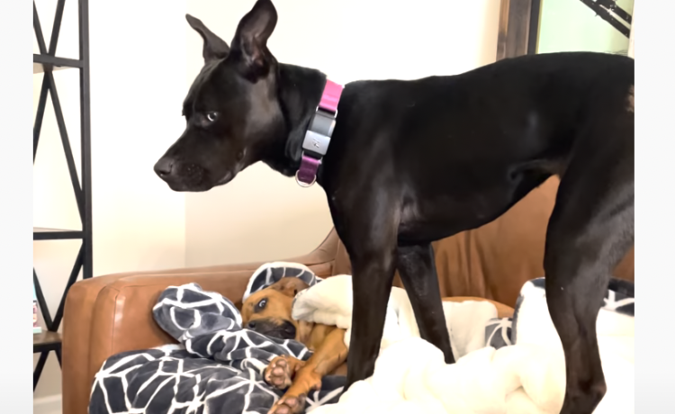 自由すぎる行動が笑えるw 寝場所を先にとられたワン それならコレで どうぶつのこと 動物がもっと好きになる動画紹介サイト