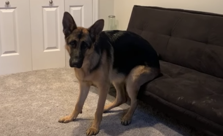 本当にイスに 腰かけている 面白い座り方をする犬さん どうぶつのこと