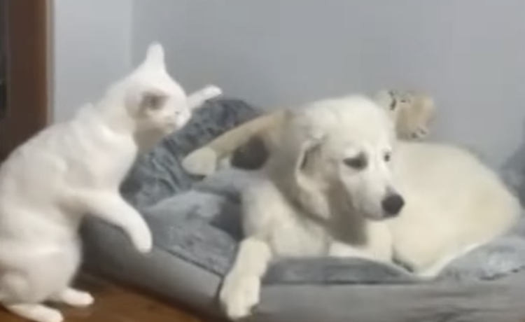 同居犬に猫パンチしようとした猫 飼い主に怒られて誤魔化す行動に どうぶつのこと 動物がもっと好きになる動画紹介サイト