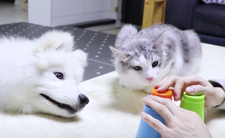 どっちが勘がいいかな 犬と猫でおやつ当てゲーム どうぶつのこと 動物がもっと好きになる動画紹介サイト