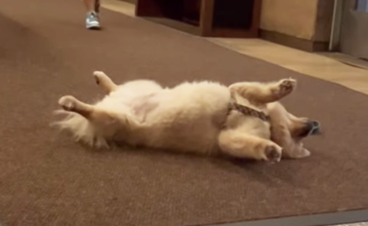 演技派ワンコ 本当に心配されるほど死んだふりが上手 どうぶつのこと 動物がもっと好きになる動画紹介サイト