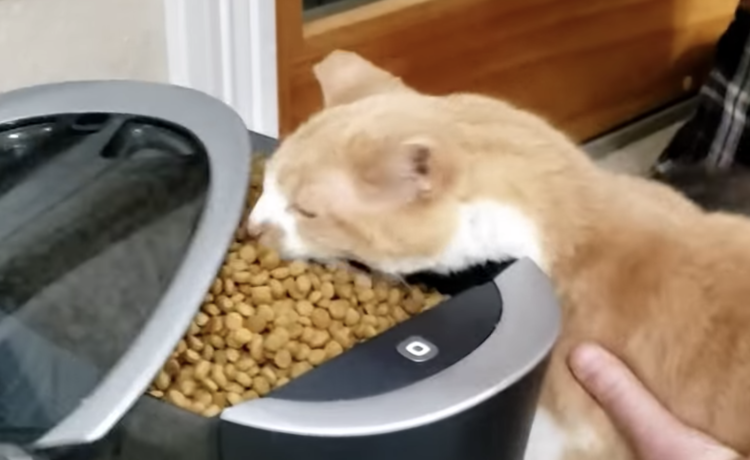 食べさせたいけどダメなの 盗み食い猫 Vs 飼い主 どうぶつのこと 動物がもっと好きになる動画紹介サイト