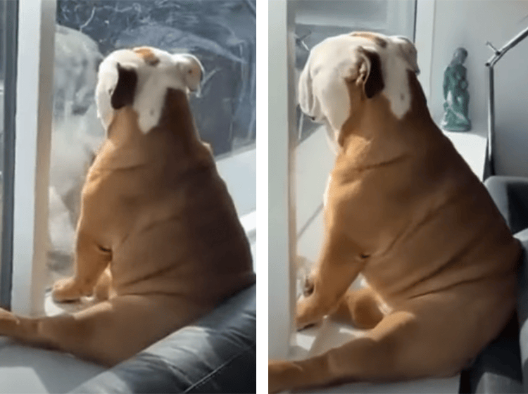 窓の前に座って動かない犬さん 何をしているのかと思ったら どうぶつのこと 動物がもっと好きになる動画紹介サイト
