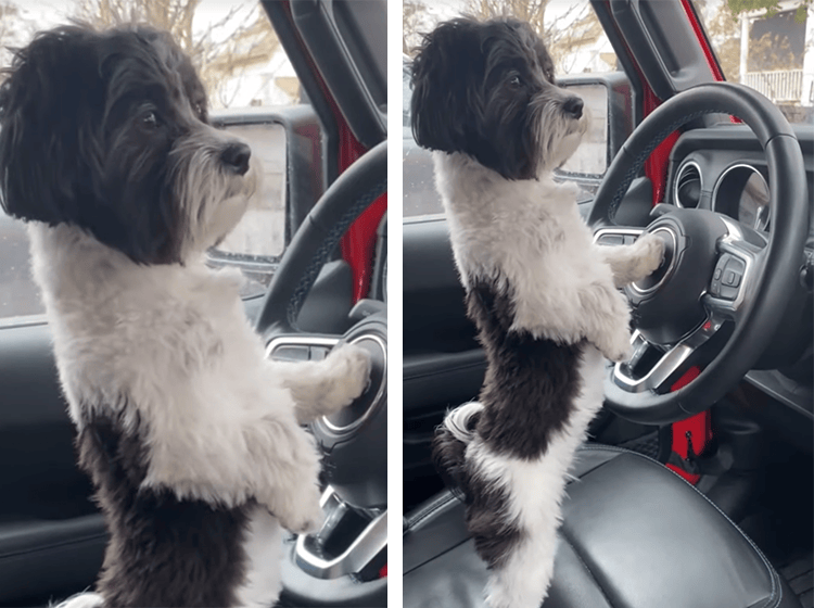 なんだかカッコいいぞ ハンドルを握って凛々しい顔の犬さん どうぶつのこと 動物がもっと好きになる動画紹介サイト なんだかカッコいいぞ ハンドルを握って凛々しい顔の犬さん どうぶつのこと 動物がもっと好きになる動画紹介サイト