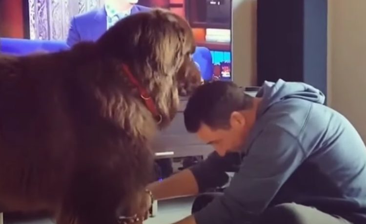 犬 トリミングしてくれてありがと お礼に飼い主さんに毛づくろい どうぶつのこと 動物がもっと好きになる動画紹介サイト