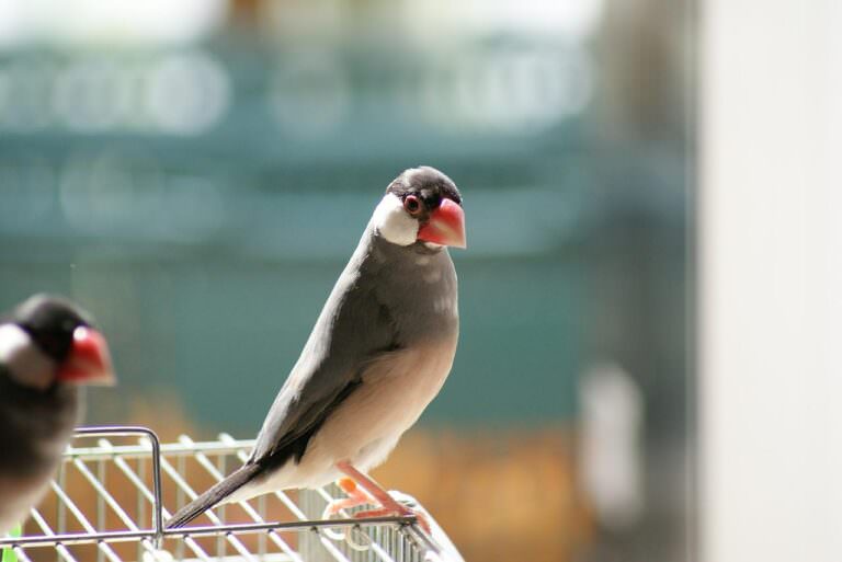 小さな文鳥たち javasparrow-1-768x513.jpg