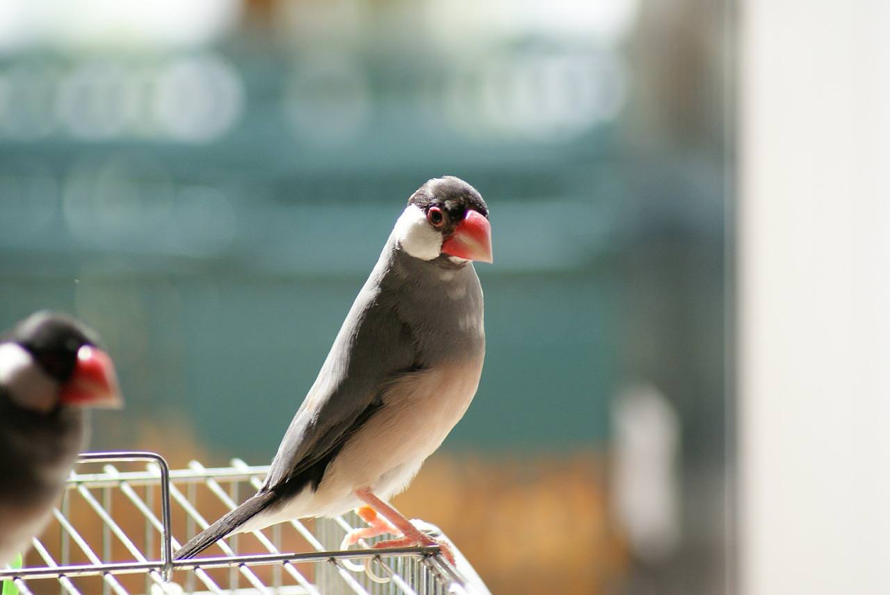 獣医師監修 | ブンチョウ（文鳥） の図鑑（性格・飼育・性別・餌