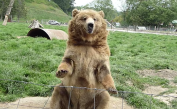 クマ どうぶつのこと 動物がもっと好きになる動画紹介サイト