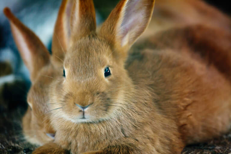 minirabbit-1-768x512.jpg