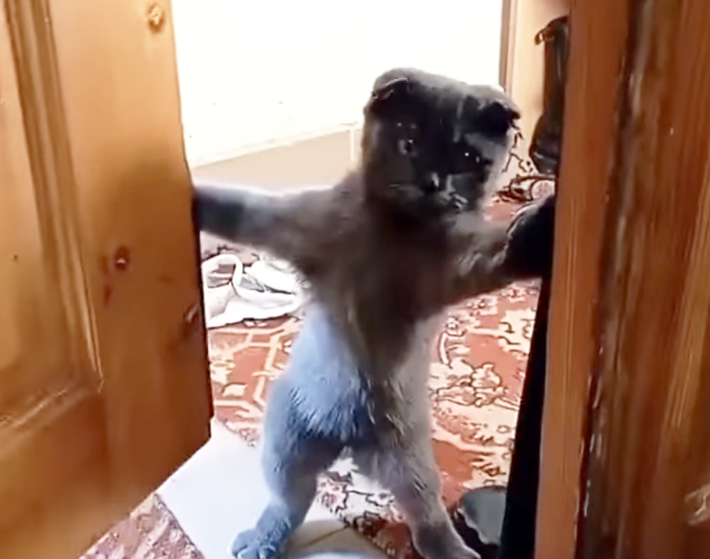 ガチャッ！ 自分でドアを開閉する猫さん、立っているポーズが可愛いぞ♪
