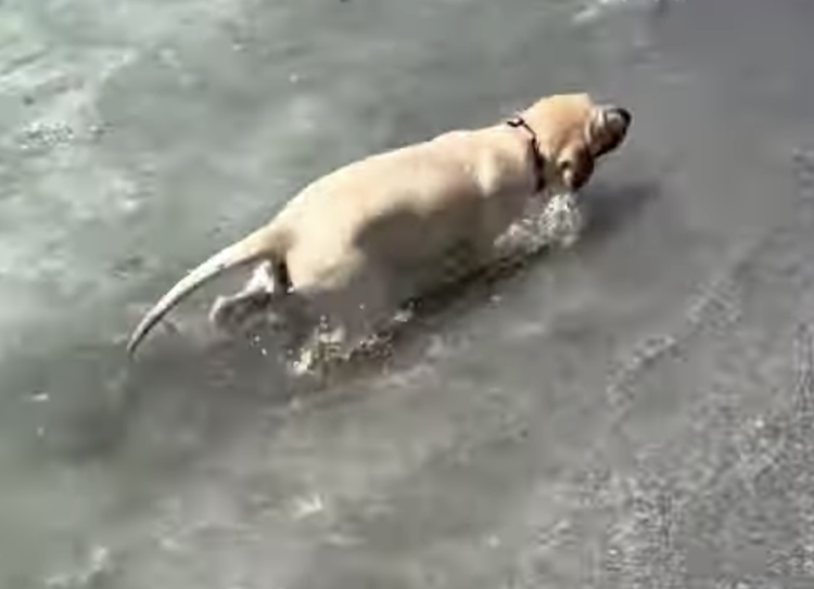 初めて海にやってきた子犬！ 泳がずに変な遊びを開始。