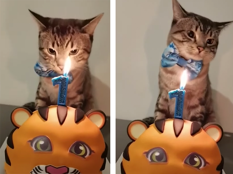 愛猫そっくり(？) なケーキでお祝い！ 楽しいお誕生日会♪